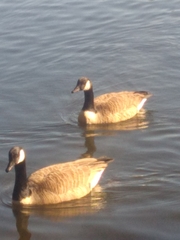 Branta canadensis
