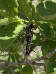 Vangueria