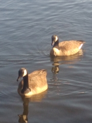 Branta canadensis