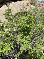 Vangueria