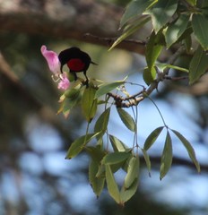 Chalcomitra senegalensis gutturalis