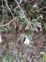 Camellia fraterna
