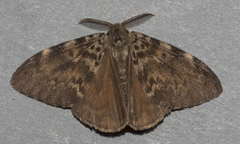 Lymantria ampla