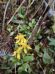 Solidago decurrens