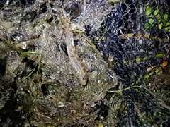 Cobitis paludica