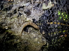 Cobitis paludica