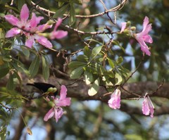 Chalcomitra senegalensis gutturalis