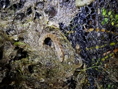 Cobitis paludica