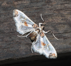 Neoleucinodes