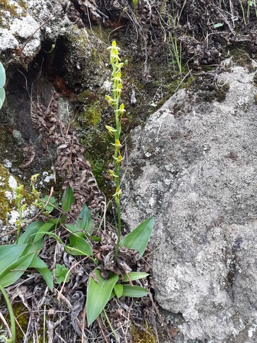 Habenaria tridactylites image