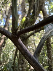 Solanum humboldtianum