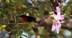Chalcomitra senegalensis gutturalis