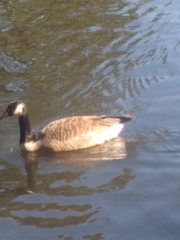 Branta canadensis