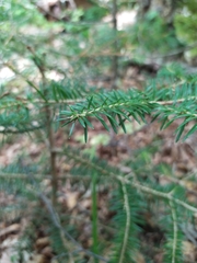 Abies holophylla
