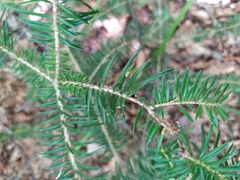 Abies holophylla