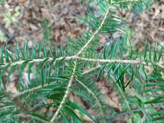 Abies holophylla