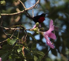 Chalcomitra senegalensis gutturalis