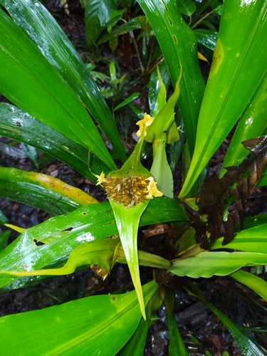 Rapatea paludosa (Rapatea paludosa)