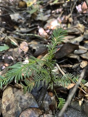 Prumnopitys montana