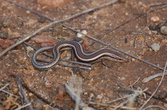 Plestiodon skiltonianus interparietalis