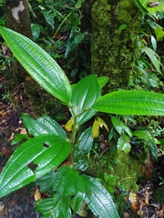 Miconia tococa, photograph Guillaume Delaitre, CC BY, iNaturalist via GBIF