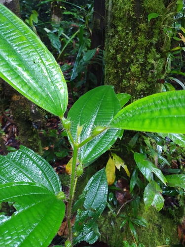 Miconia tococa, photograph 5