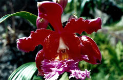 Sobralia dichotoma