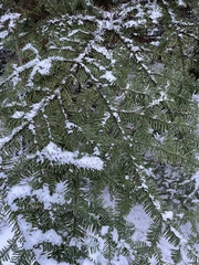 Abies nordmanniana