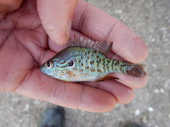Lepomis humilis