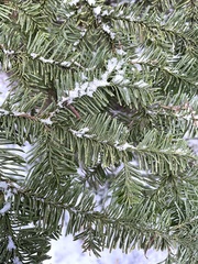 Abies nordmanniana