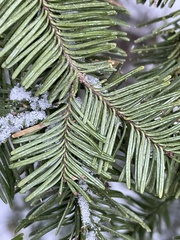 Abies nordmanniana