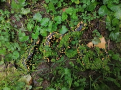 Salamandra salamandra gallaica