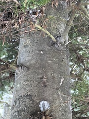 Abies nordmanniana