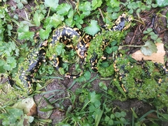 Salamandra salamandra gallaica
