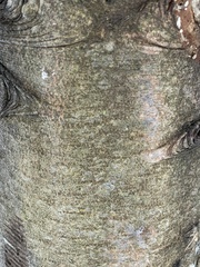 Abies nordmanniana