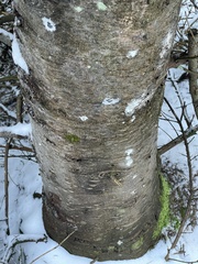 Abies nordmanniana