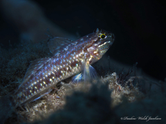 Coryphopterus dicrus