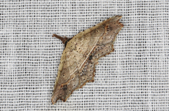 Philogethes metableta