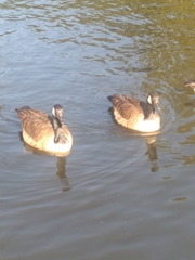 Branta canadensis