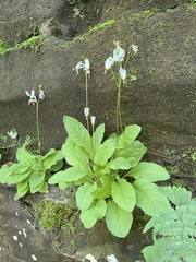 Primula frenchii