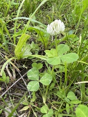 Trifolium stoloniferum