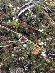 Pyxidanthera barbulata