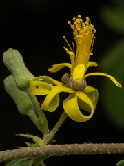 Grewia flavescens