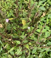Pseudelephantopus spicatus
