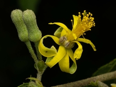 Grewia flavescens