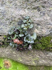 Asplenium ruta-muraria
