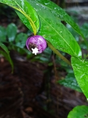 Palicourea apoda
