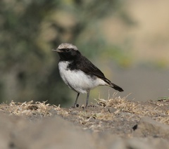 Oenanthe lugubris schalowi