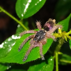 Ephebopus cyanognathus