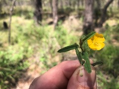 Sida trichopoda